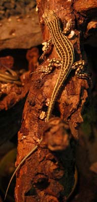 Acanthodactylus Schreiberi